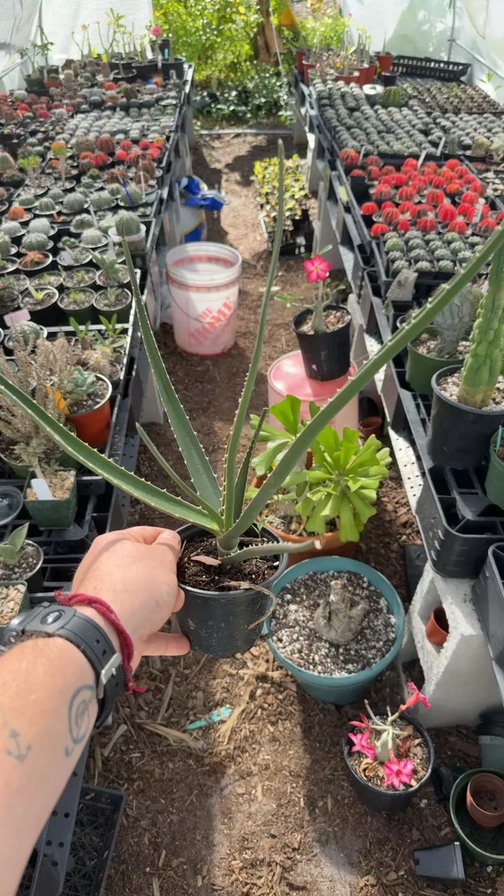plant/Aloe barbadensis tree-0