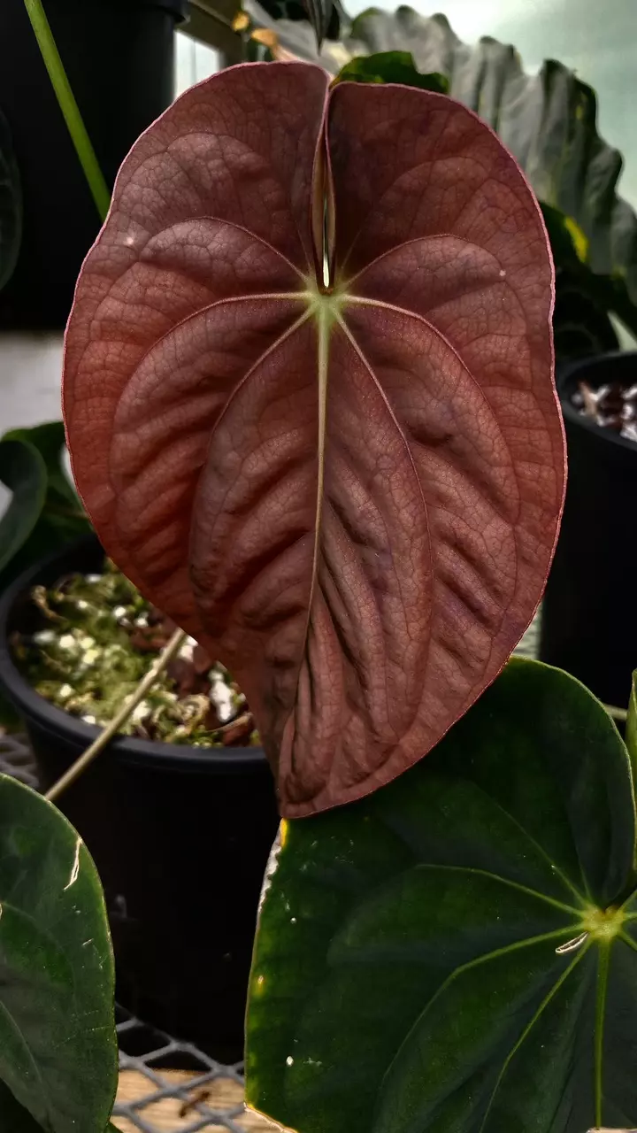 plant/Anthurium Crystal x BVEP GC-2