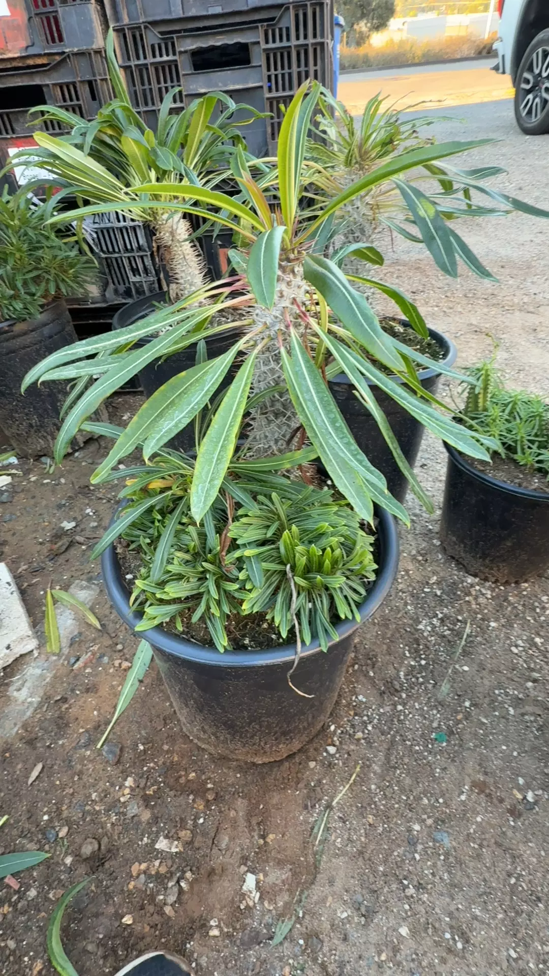 plant/Pachypodium lameri-0