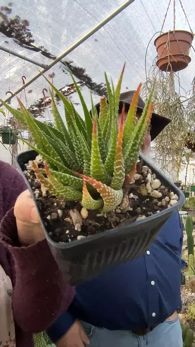 plant/Haworthia Attenuata Unicerse 5”-0-thumbnail