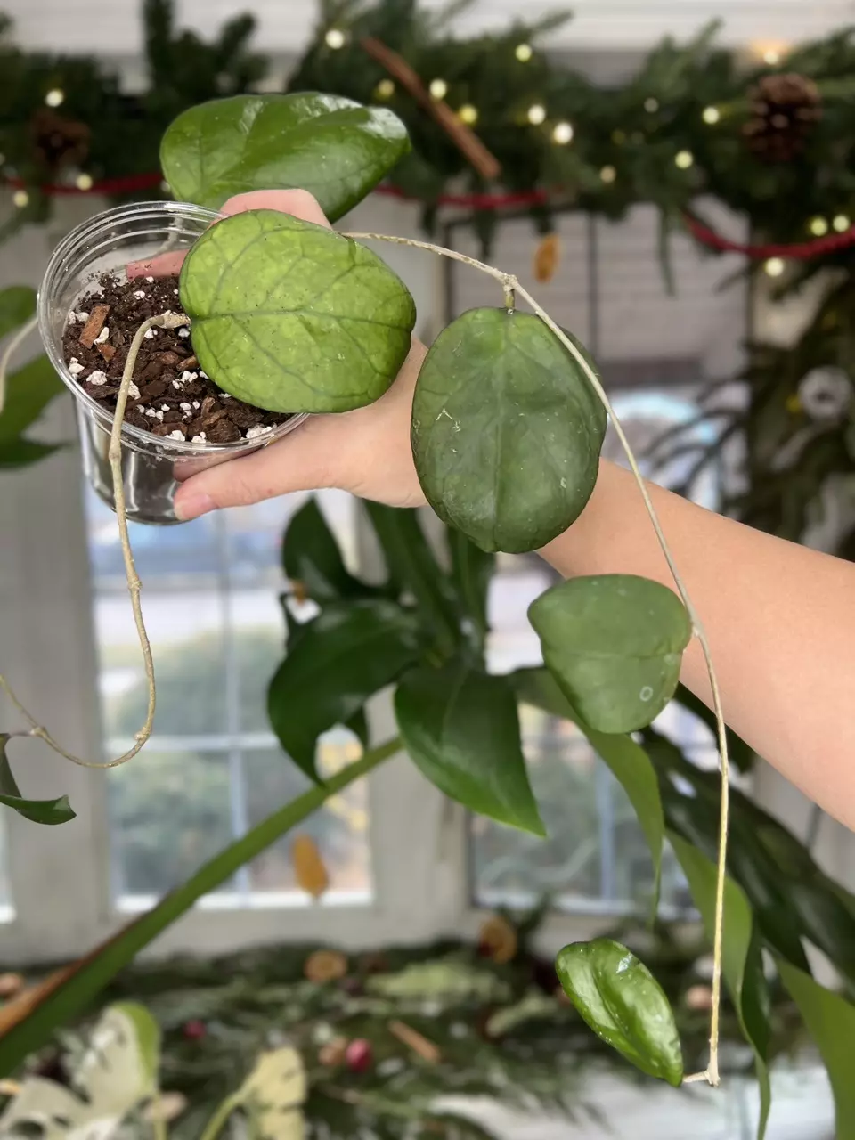 plant/Hoya Ricardo-0