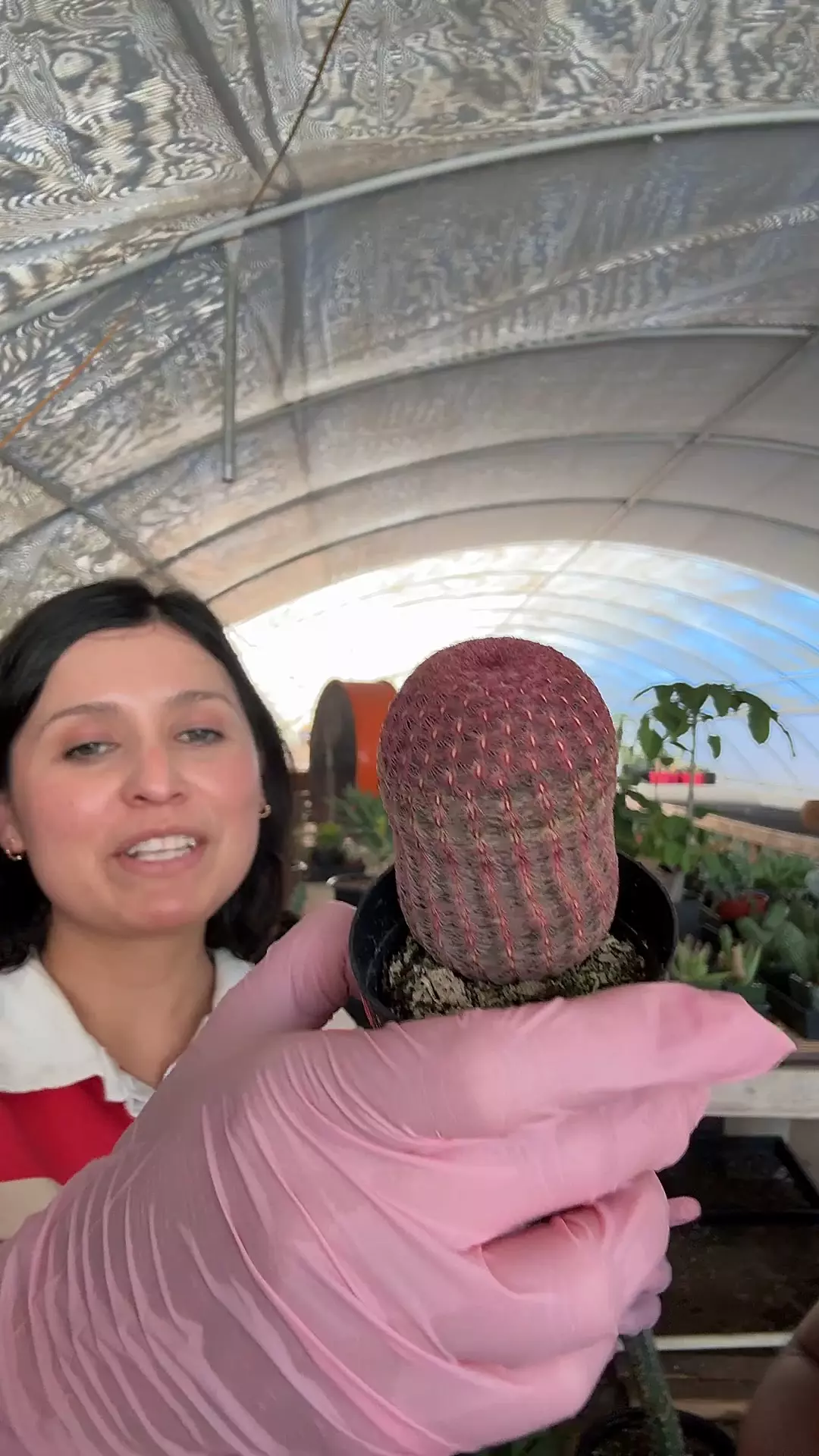 plant/rainbow cactus-0