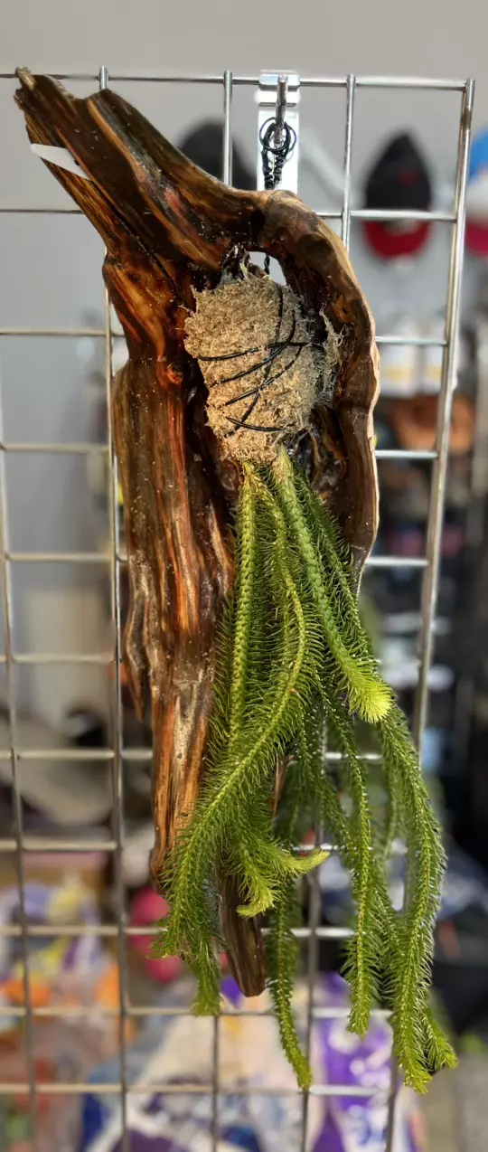 plant/Huperzia on driftwood - large-0