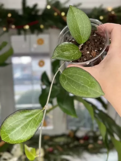 plant/Hoya Fitchii x Fusco Marginata-0-thumbnail