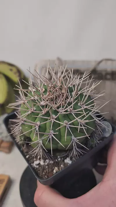 plant/f74 gymnocalycium eurypleurum, tons of spines 4" pot-0-thumbnail