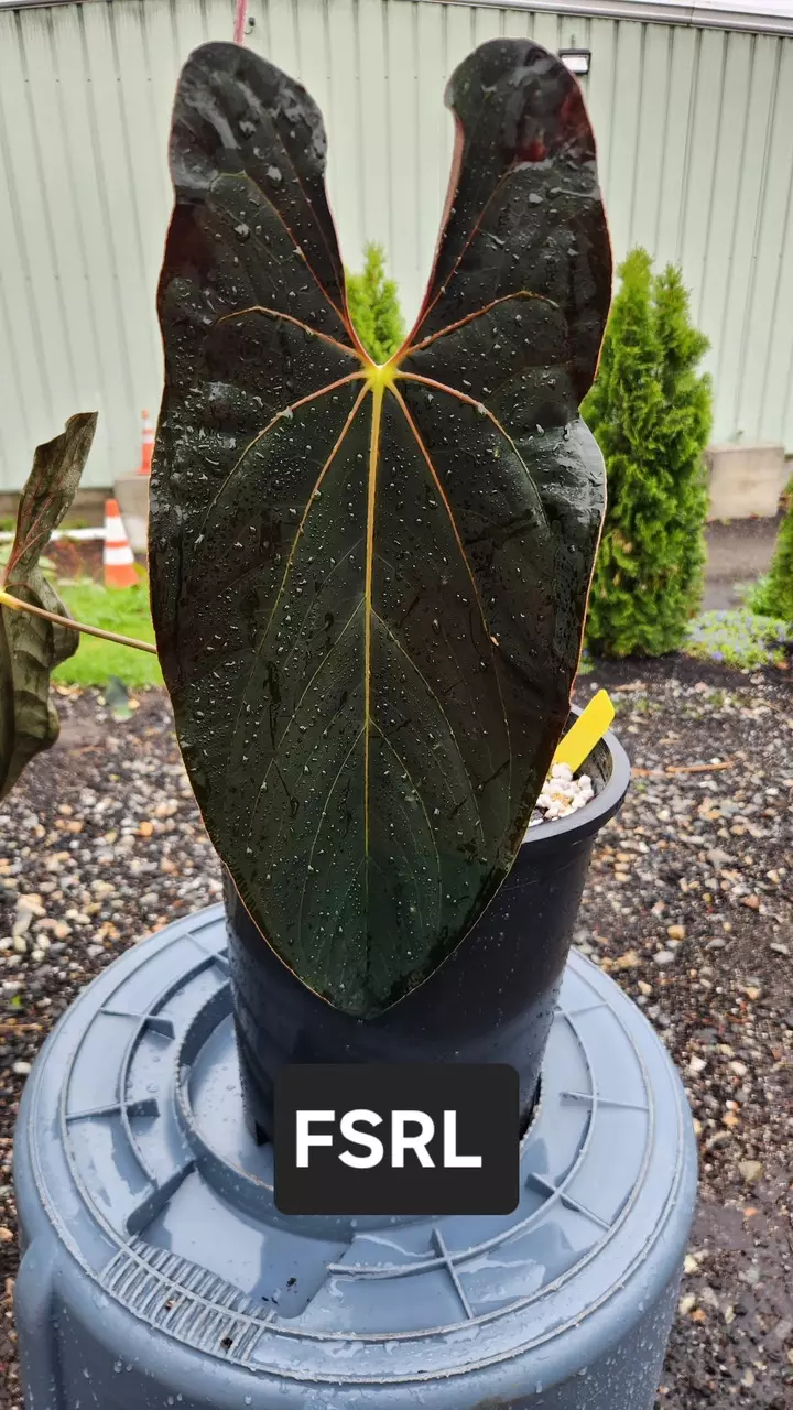 plant/Anthurium SKG AOS X FSRL GC-2