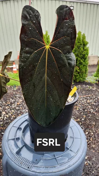 plant/Anthurium SKG AOS X FSRL GC-2-thumbnail