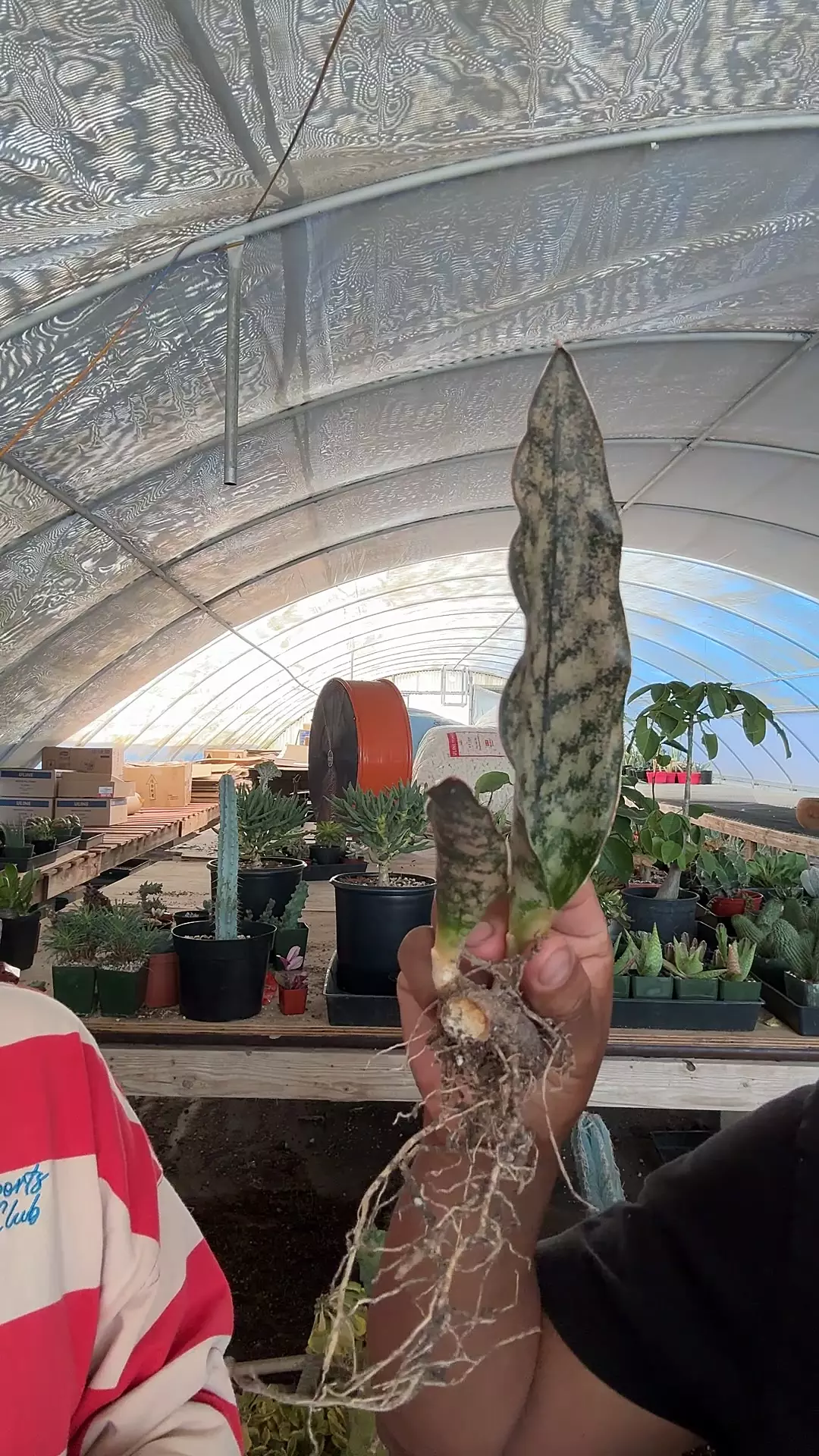 plant/Sanseveria coppertone-0