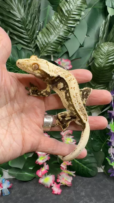 plant/white tank male 25g high cream dk base-0-thumbnail