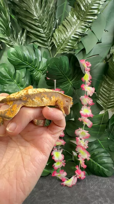 plant/npv 2 girls geckos npv 19g-0-thumbnail