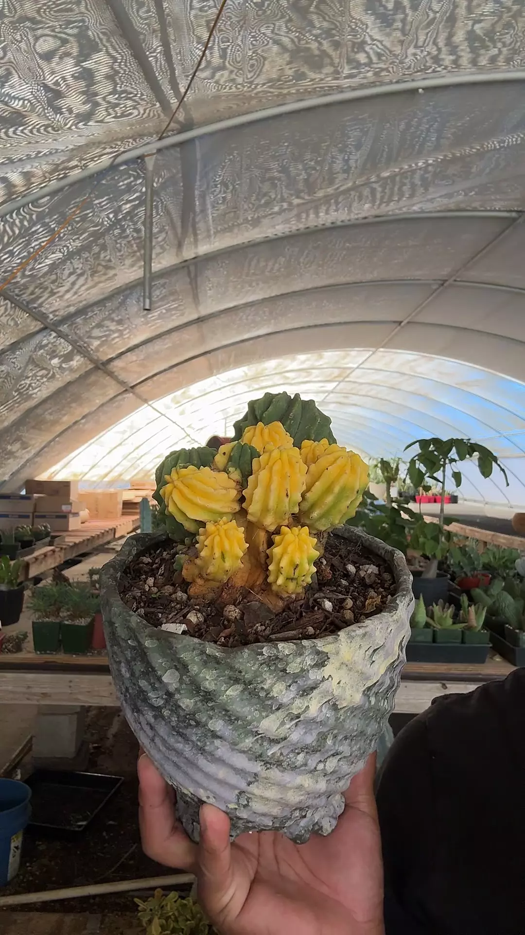 plant/ferocactus glaucescens inermis variegated-0