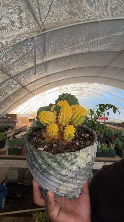 plant/ferocactus glaucescens inermis variegated-0-thumbnail