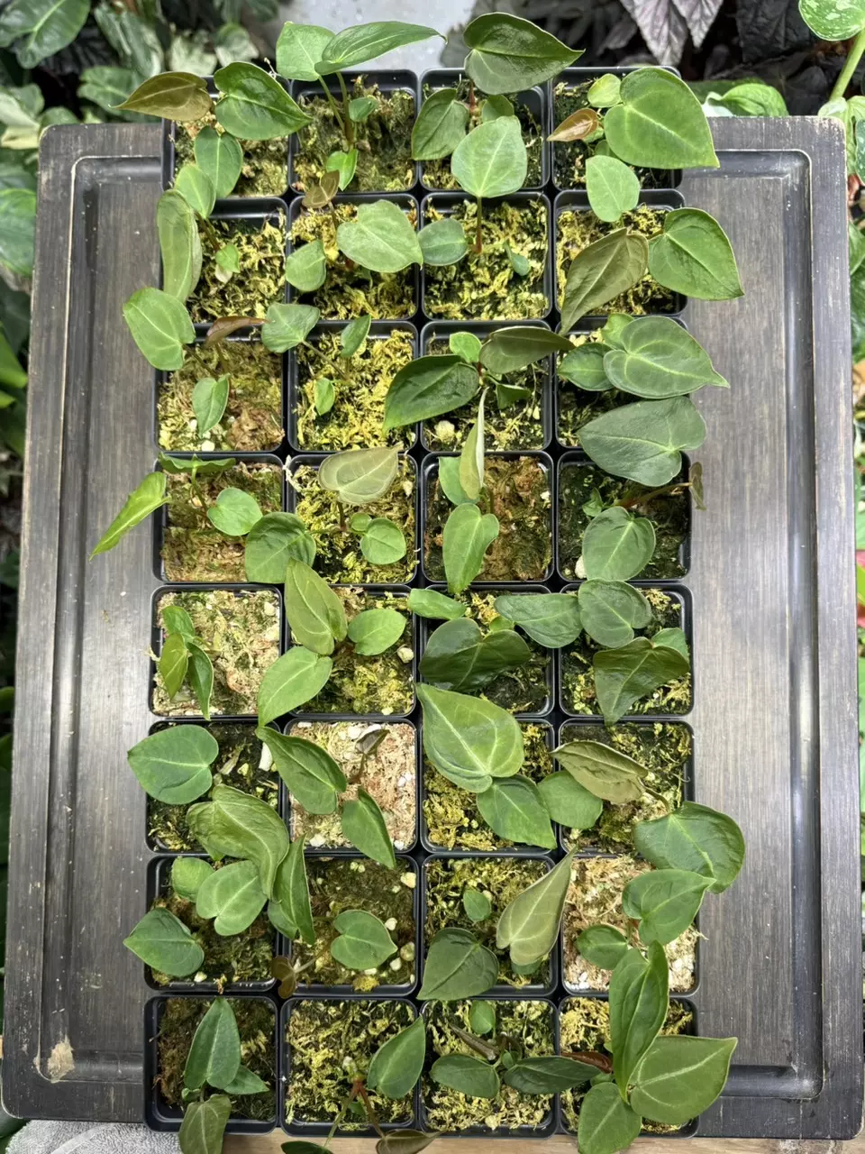 plant/Anthurium mag x forgetii-1