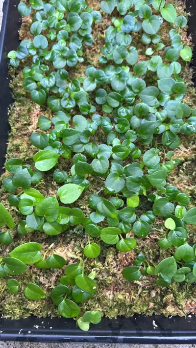 plant/Anthurium SKG AOS X FSRL GC-0-thumbnail