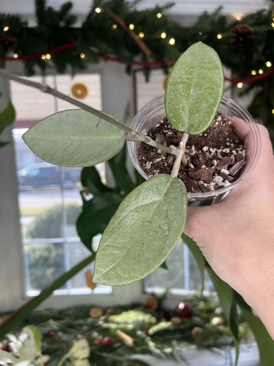 plant/Hoya Silver Dollar-0