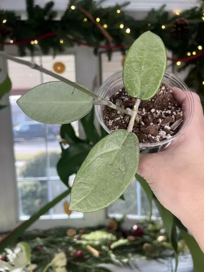 plant/Hoya Silver Dollar-0-thumbnail