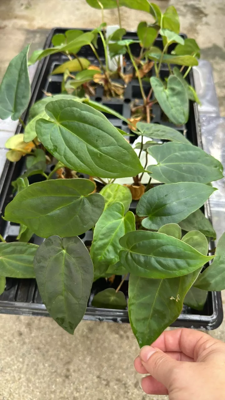 plant/Wuhoo’s First Night x (besseae Spider x RLFS Bunny)GC-0