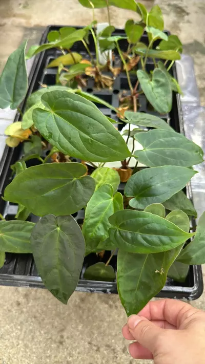 plant/Wuhoo’s First Night x (besseae Spider x RLFS Bunny)GC-0-thumbnail