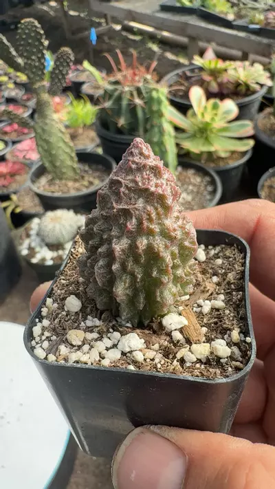 plant/green Friday-0-thumbnail