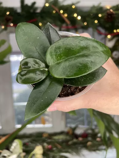 plant/Hoya SMS obovata x unk-0-thumbnail