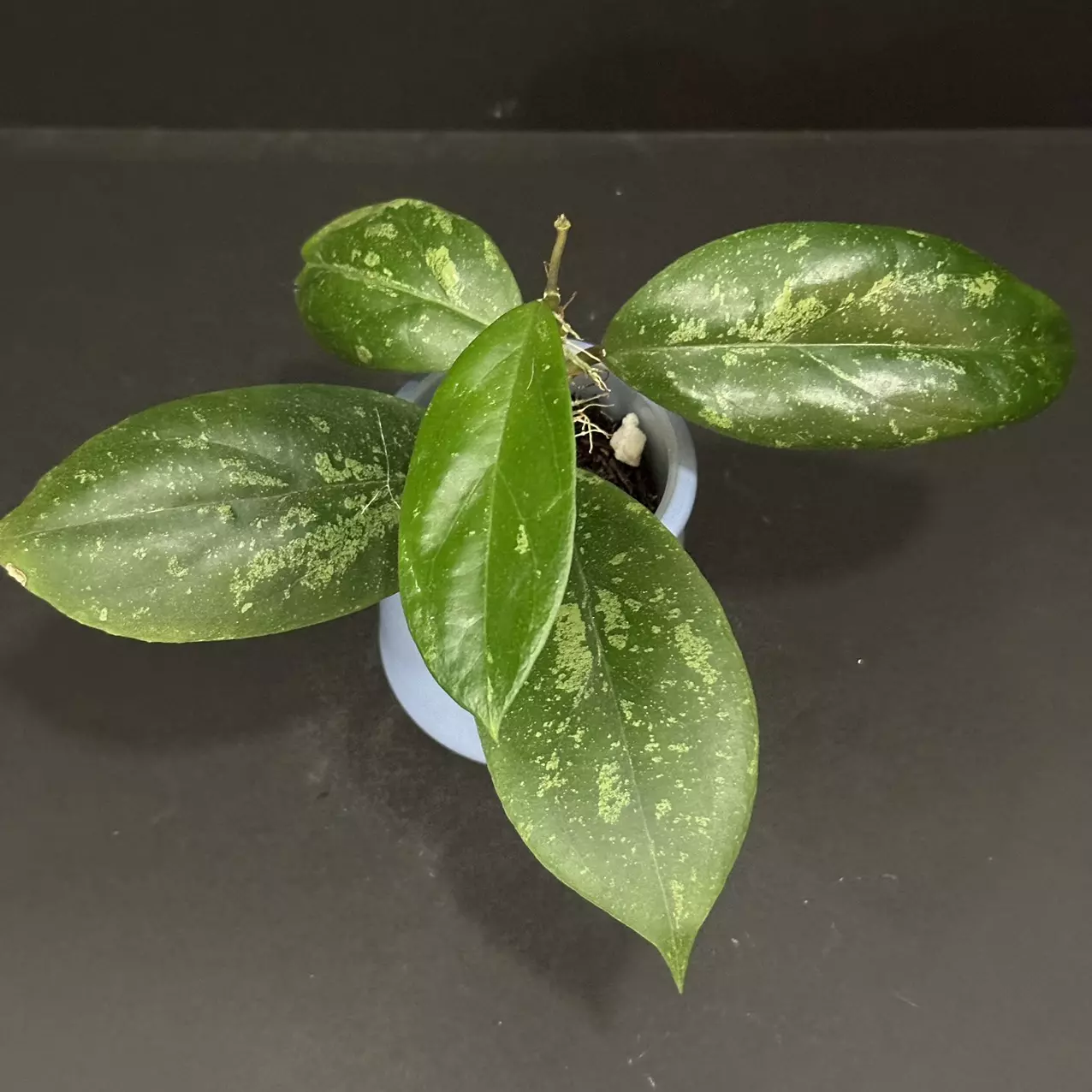 plant/0259 Hoya 'Cosmic Kiss'💋
GEH2302-1 (Swiffer's Dream x Nap03)-0