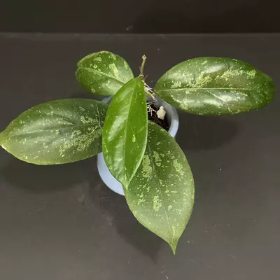 plant/0259 Hoya 'Cosmic Kiss'💋
GEH2302-1 (Swiffer's Dream x Nap03)-0-thumbnail