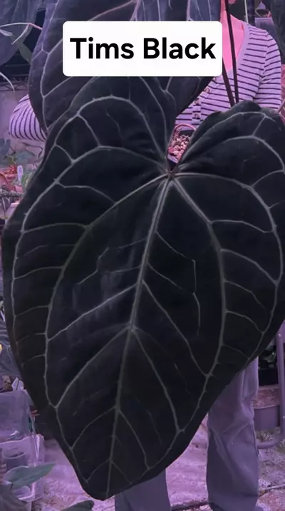 plant/Anthurium Wuhoo’s First Night x Tim’s Black GC-2-thumbnail