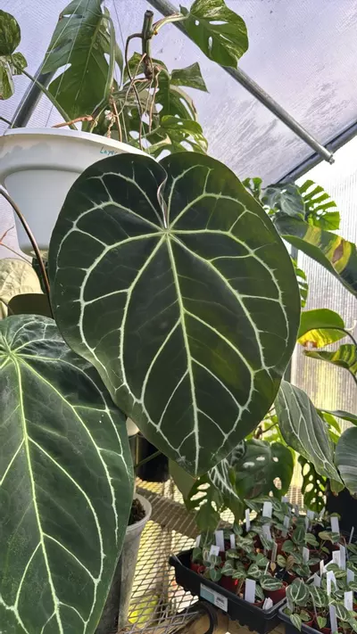 plant/Anthurium Crystal x BVEP GC-1-thumbnail