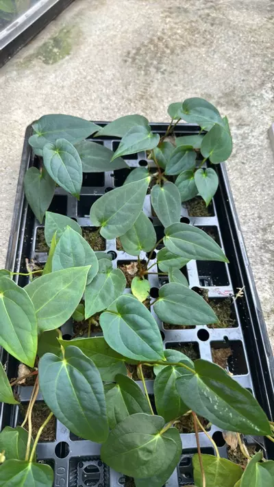 plant/Anthurium pap x Dorito Port GC-0-thumbnail