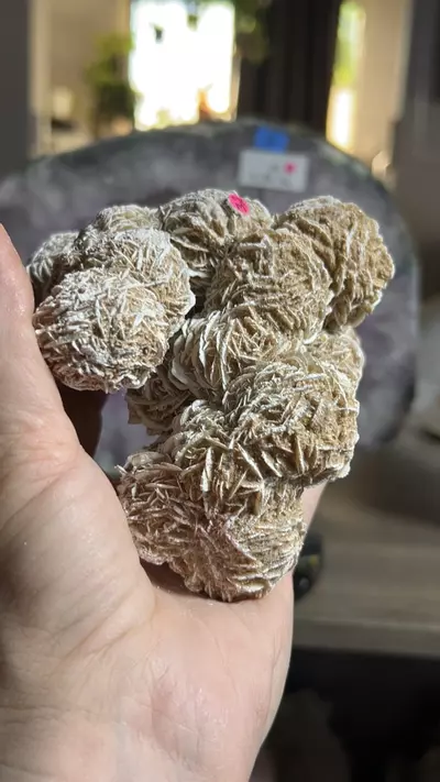 plant/Desert Rose Cluster-0-thumbnail