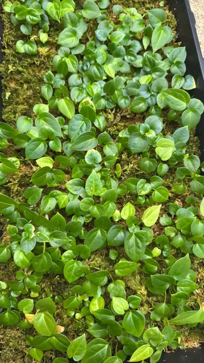 plant/Anthurium Wuhoo’s First Night x Tim’s Black GC-0-thumbnail