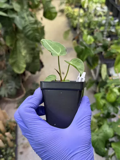 plant/Anthurium mag x forgetii-5-thumbnail