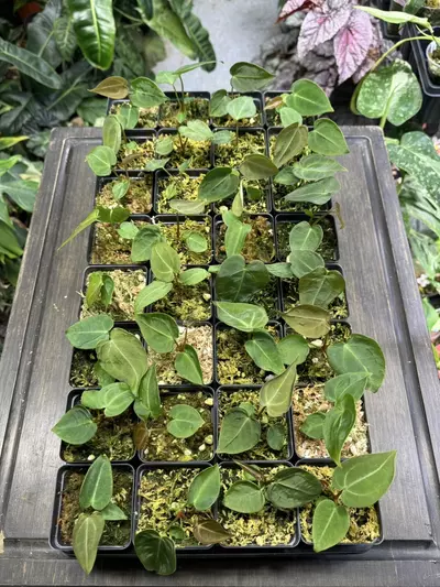 plant/Anthurium mag x forgetii-0-thumbnail