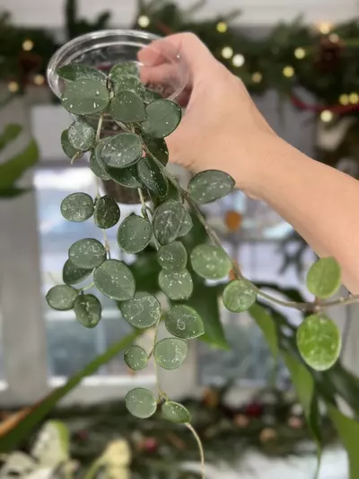plant/Hoya Mathilde-0-thumbnail