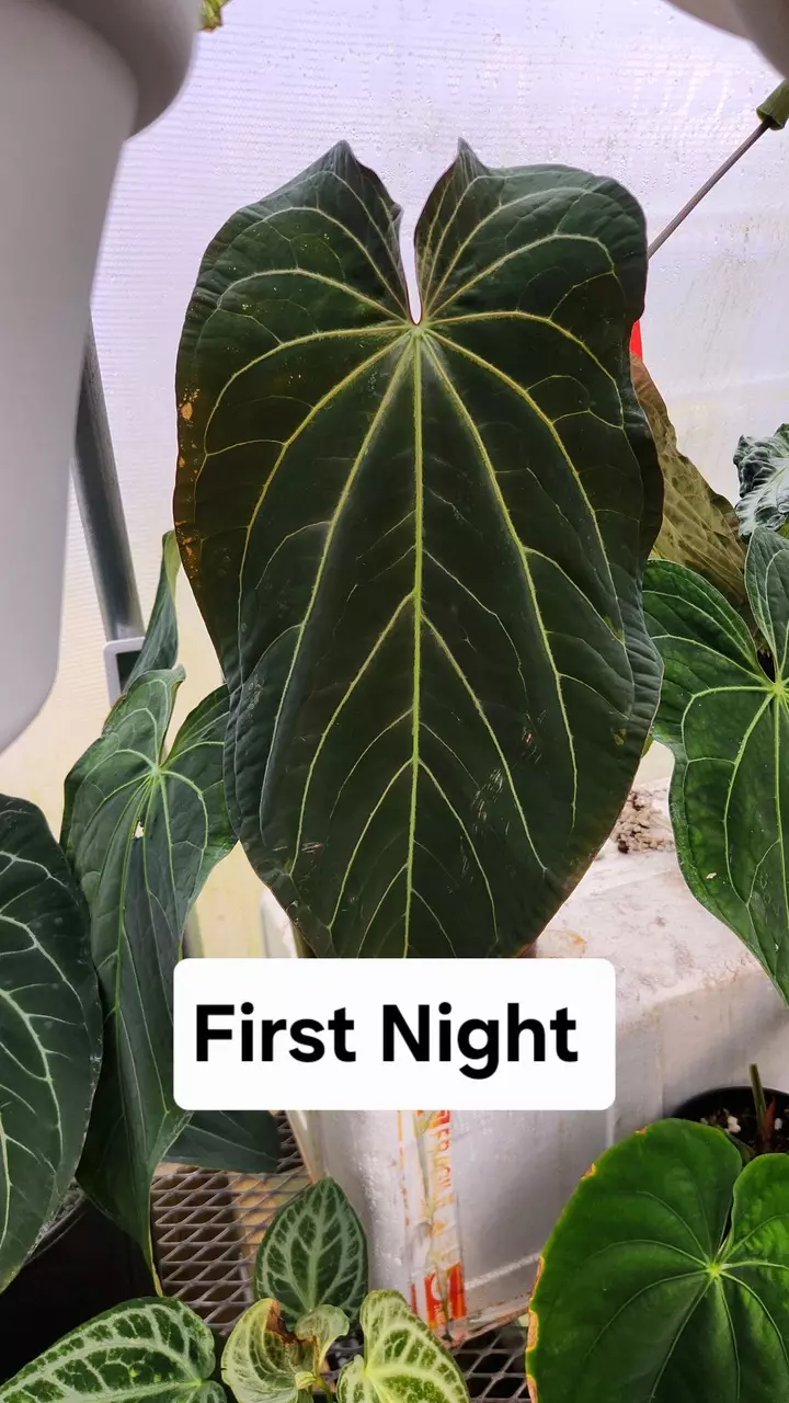 plant/Anthurium Wuhoo’s First Night x SKG AOS GC-1