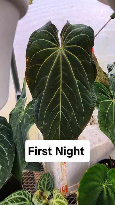 plant/Anthurium Wuhoo’s First Night x SKG AOS GC-1-thumbnail
