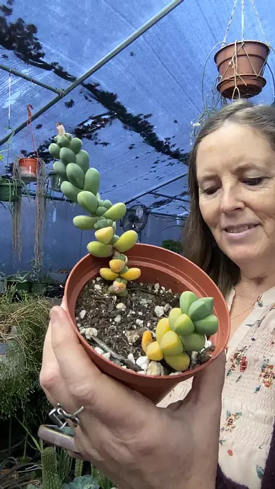 plant/Corpuscularia Lehmannii Semi-Hardy 3.5”-0-thumbnail