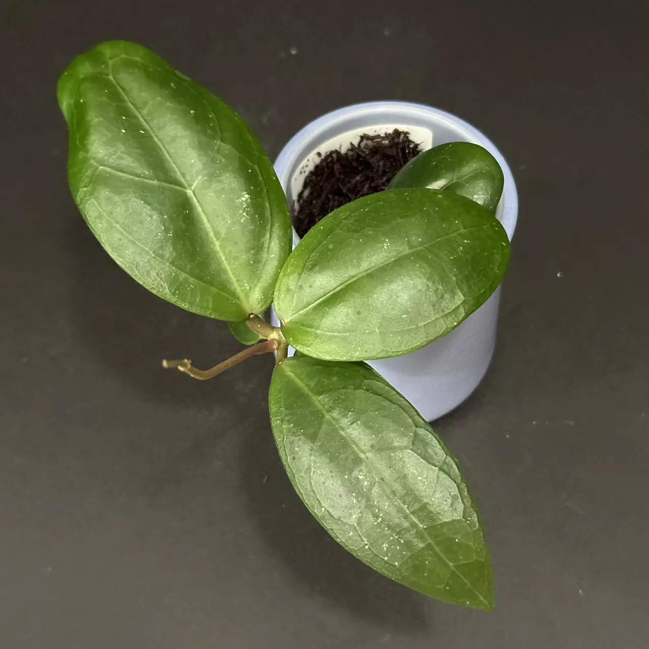 plant/0264 Hoya 'Erika's Heart'
GEH2301-2(Swiffer’s Dream x Nap03)-0