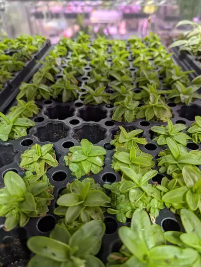 plant/ping plug-0-thumbnail