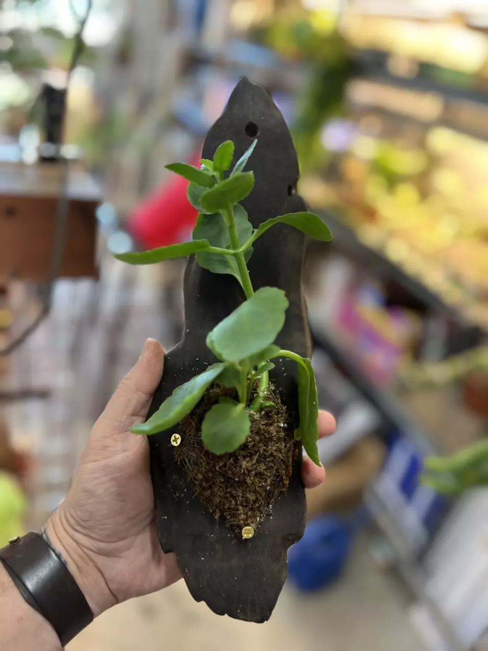 plant/kalanchoe on small driftwood-0