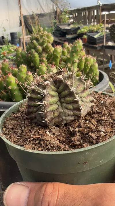 plant/gym no Trex-0-thumbnail