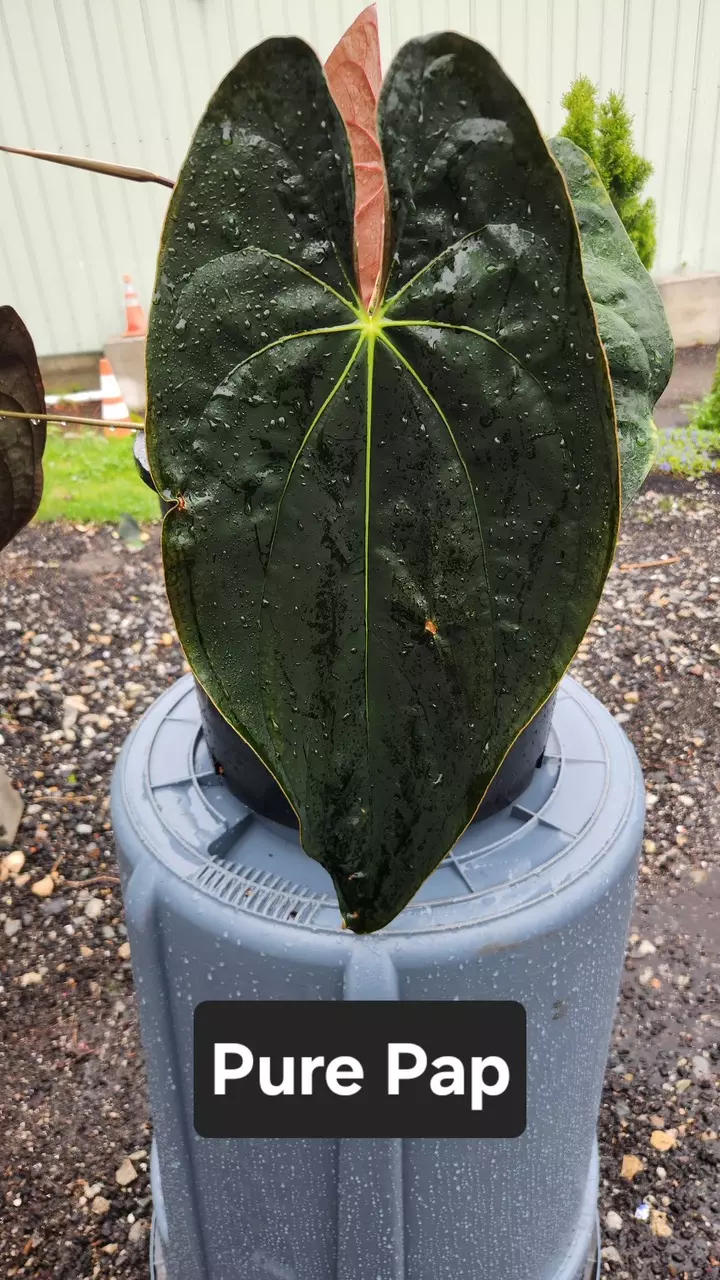 plant/Anthurium pap x Dorito Port GC-1