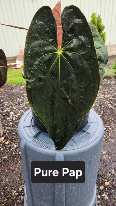 plant/Anthurium pap x Dorito Port GC-1-thumbnail