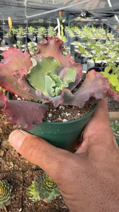 plant/pink rose tea-0-thumbnail