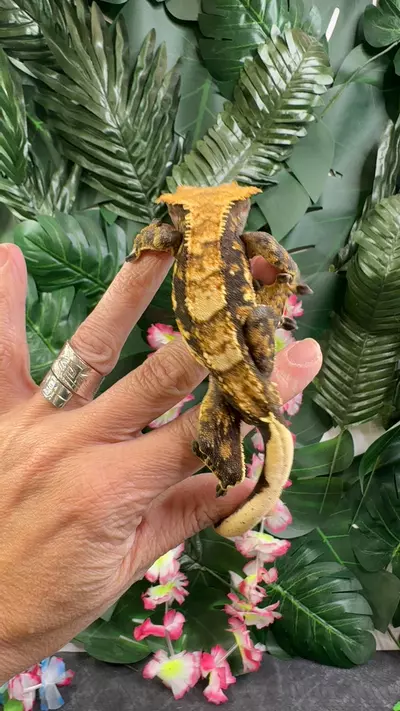 plant/rtb Katie zoo male Harley 38g-0-thumbnail