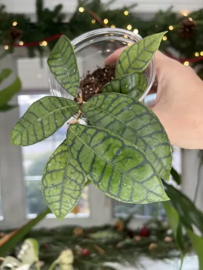 plant/Hoya Calistophylla-0-thumbnail