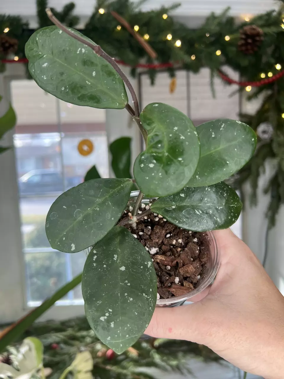 plant/Hoya Carnosa Dapple Grey-0