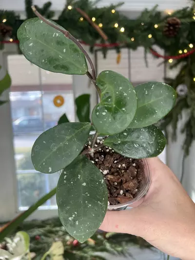 plant/Hoya Carnosa Dapple Grey-0-thumbnail