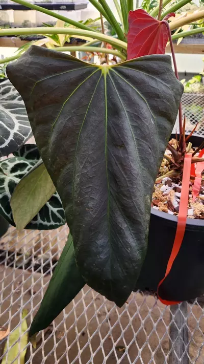 plant/Anthurium pap x Dorito Port GC-2-thumbnail