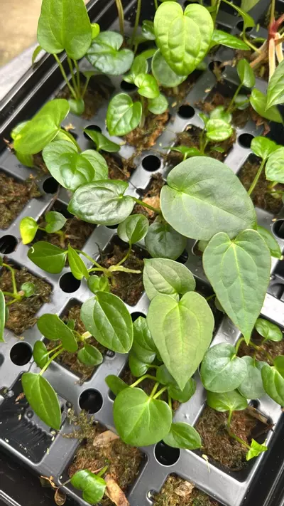 plant/Anthurium Wuhoo’s First Night x SKG AOS GC-0-thumbnail